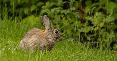 專(zhuān)家呼吁推動(dòng)生物多樣性保護(hù)主流化