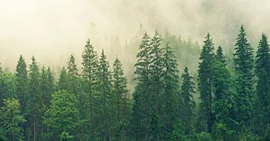 生態(tài)環(huán)境損害賠償金誰來管合適？