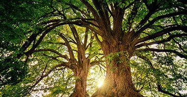 加快構(gòu)建實(shí)現(xiàn)碳中和目標(biāo)長效機(jī)制