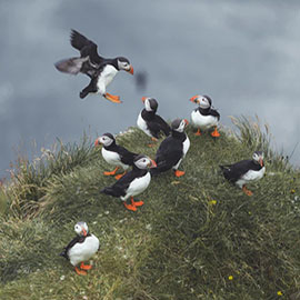 產(chǎn)品中心標(biāo)題十(圖1)